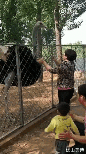 千万不要带妈妈去动物园，哈哈哈这场斗舞可以说很精彩了