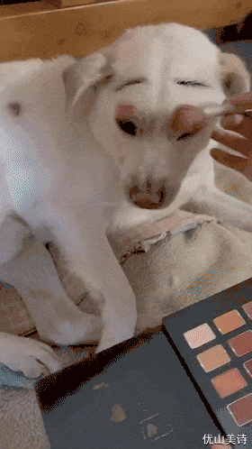 狗子:你给我化狗妆啊，化人妆几个意思？