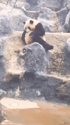 哈哈哈哈是我见过最妖娆最妩媚的熊猫了